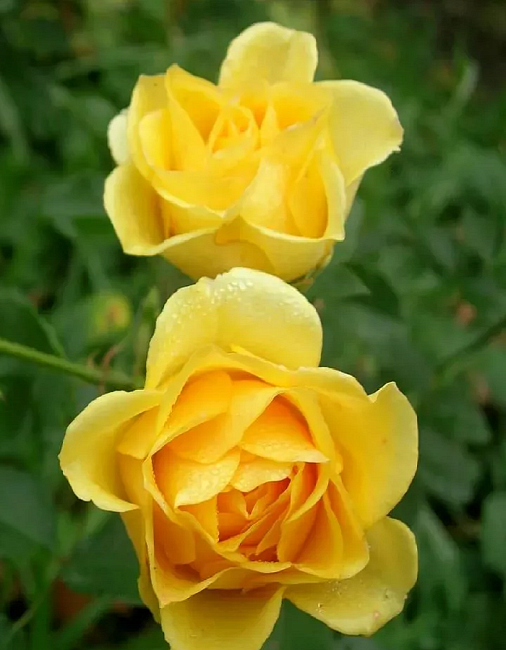 Роза спрей Золотые купола